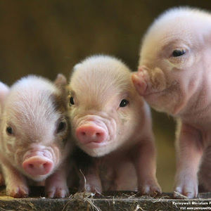 Meet your Posher, Abigail